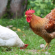 Illustration for article titled These Chickens Are Our First Line of Defense Against West Nile Virus